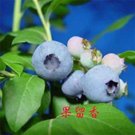 【南方地区种植】南高品种 三年苗 大钵 营养钵发货 新手推荐蓝莓