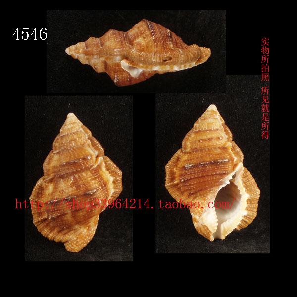 海螺贝壳（所见即所得）3.5CM 褐色蛙螺   标本 收藏4546