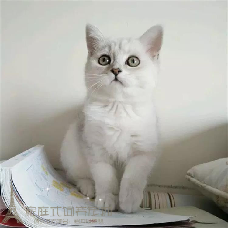 英短银色渐层英国短毛猫幼猫宠物猫纯种猫活体小猫咪绿眼睛渐层p