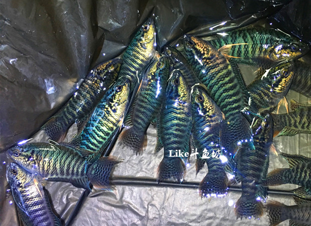 中国斗鱼 蓝绿 蛇纹 越黑 普叉 蓝叉 无纹蓝小型非野生观赏鱼活体