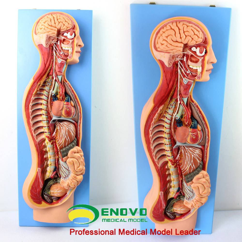 ENOVO颐诺人体医学交感神经系统模型 脊柱内脏关系胸外科解剖自主神经系统植物性器官整脊疗法中医脊柱梳理