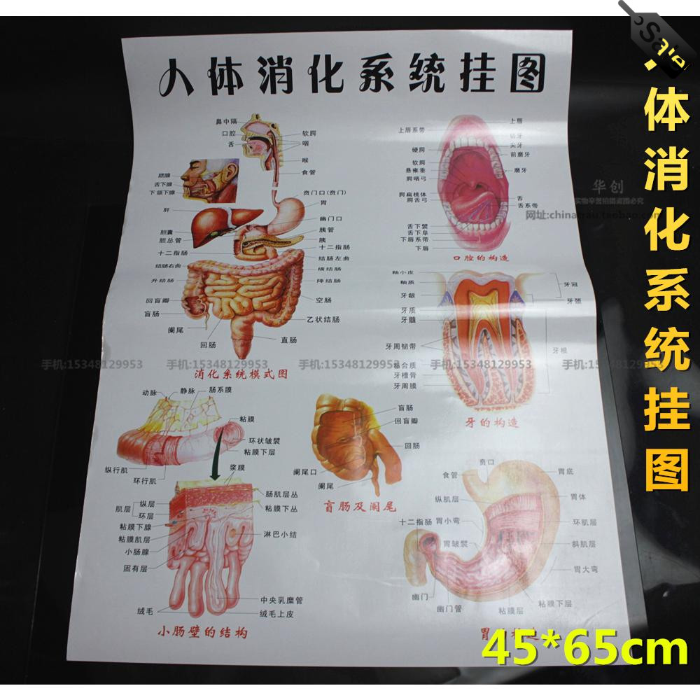 医院挂图诊所人体消化系统挂图解剖图示意图海报教学内科消化道