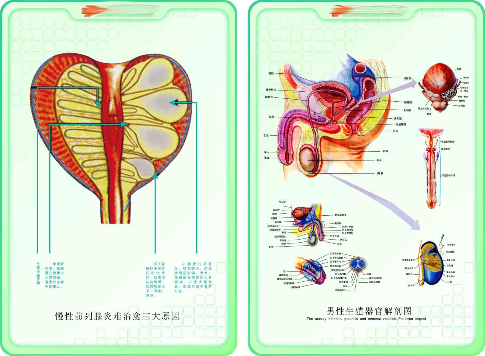海报印制展板305素材18医疗人体器官解剖图示图   CDR