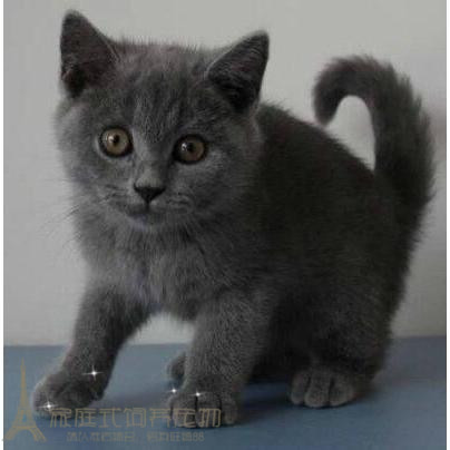 预售英短蓝猫纯种英国短毛猫活体短毛立耳折耳活体幼猫幼崽小猫p