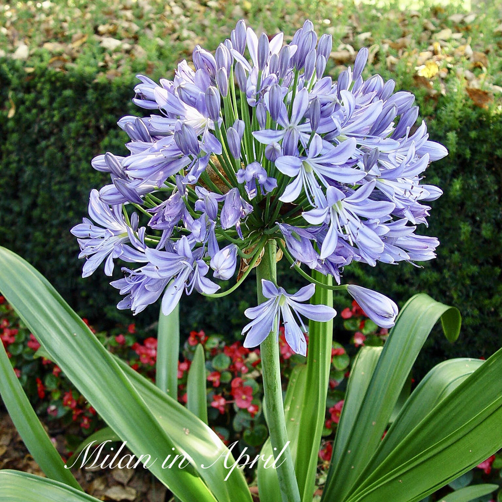 百子莲大型传统浅蓝花苗大多年生花期长阳台花园庭院多年生植物