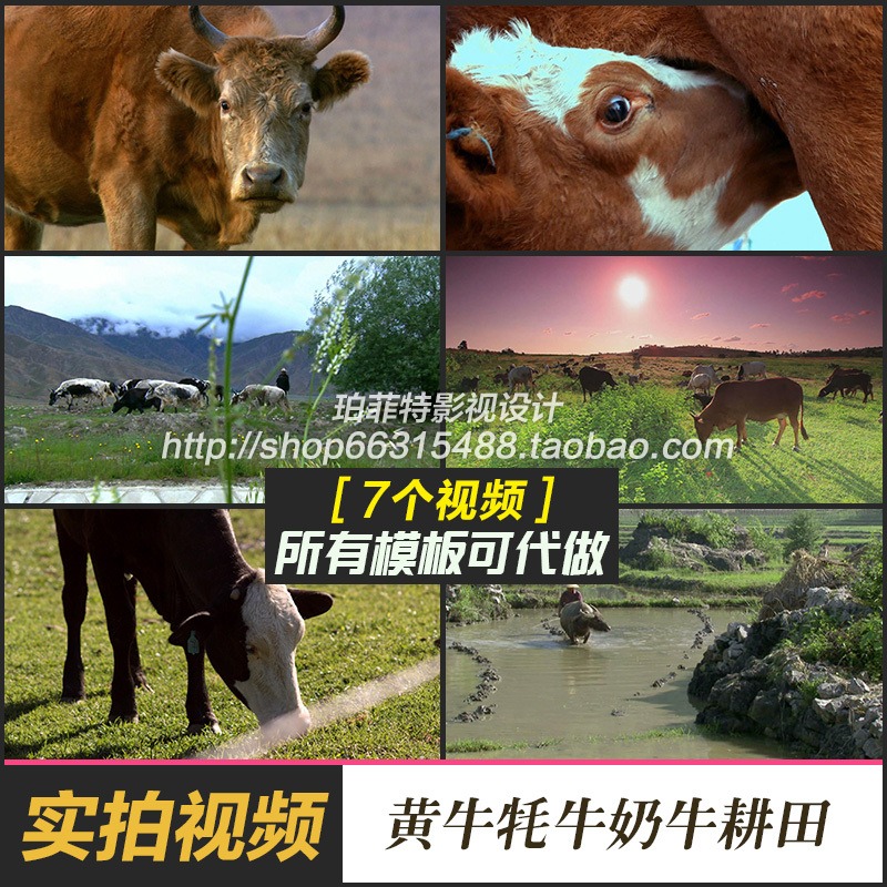 高清视频素材 黄牛 水牛 牦牛 奶牛 耕田 吃草 小牛吃奶特写实拍