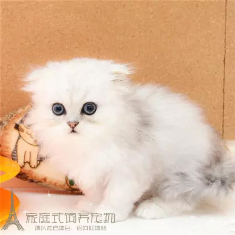 出售金吉拉幼猫长毛猫高地折耳宠物猫活体折耳猫家养银渐层p