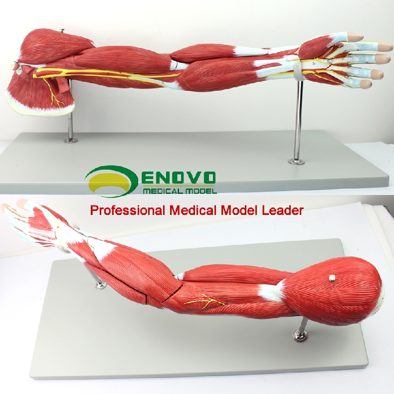 ENOVO医学人体上肢肌肉解剖模型手臂神经血管动静脉结构胳膊肌肉人体运动健身系统肌肉结构 教学医学教具模型