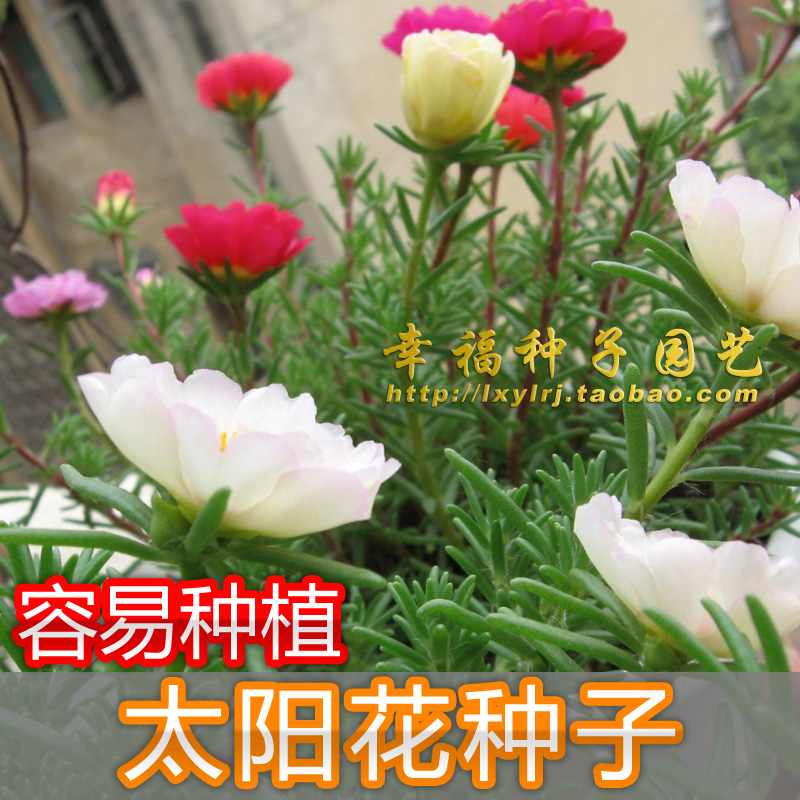【太阳花种子】容易种大花马齿苋阳台盆栽花卉种子半支莲松叶牡丹