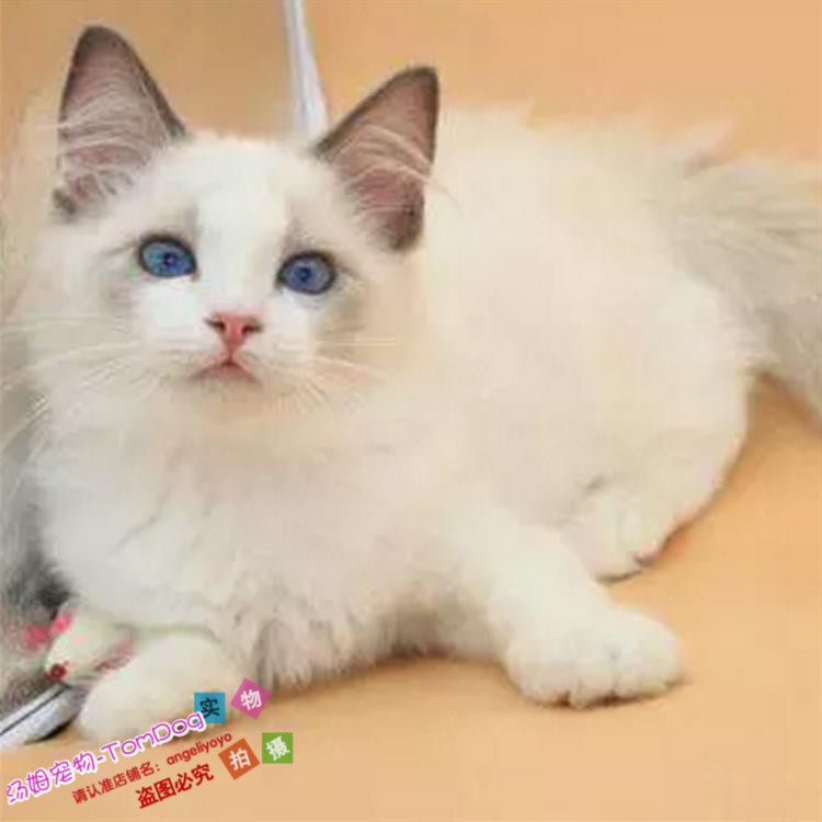 出售纯种布偶猫活体蓝双色海豹重点色手套色布偶幼猫宠物猫上海g