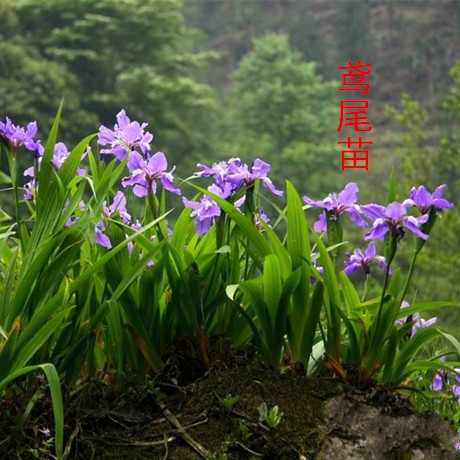 家园苗圃蝴蝶兰苗 鸢尾苗 紫色兰花又名鸢尾 当年开花苗 繁殖快