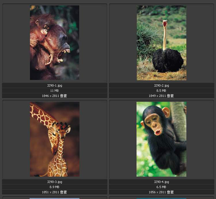 狒狒和猩猩的区别图片