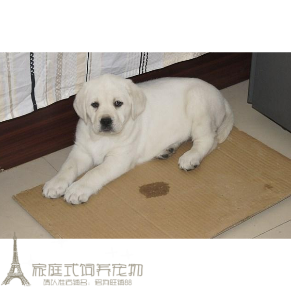 上海出售纯种奶白色拉布拉多幼犬宠物狗狗活体赛级拉布拉多犬p