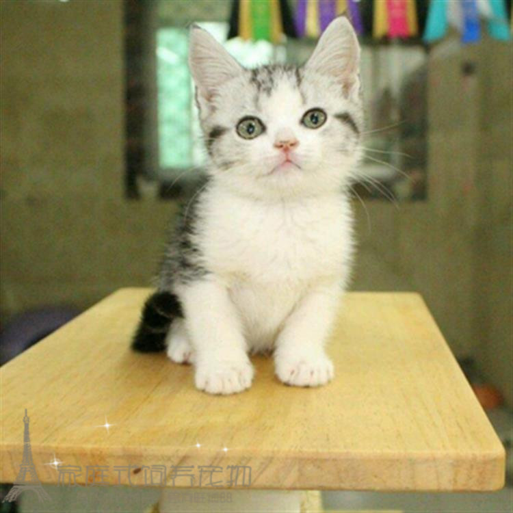 出售活体纯种美短银虎斑美国短毛猫幼猫宠物猫咪美短起司猫加白p