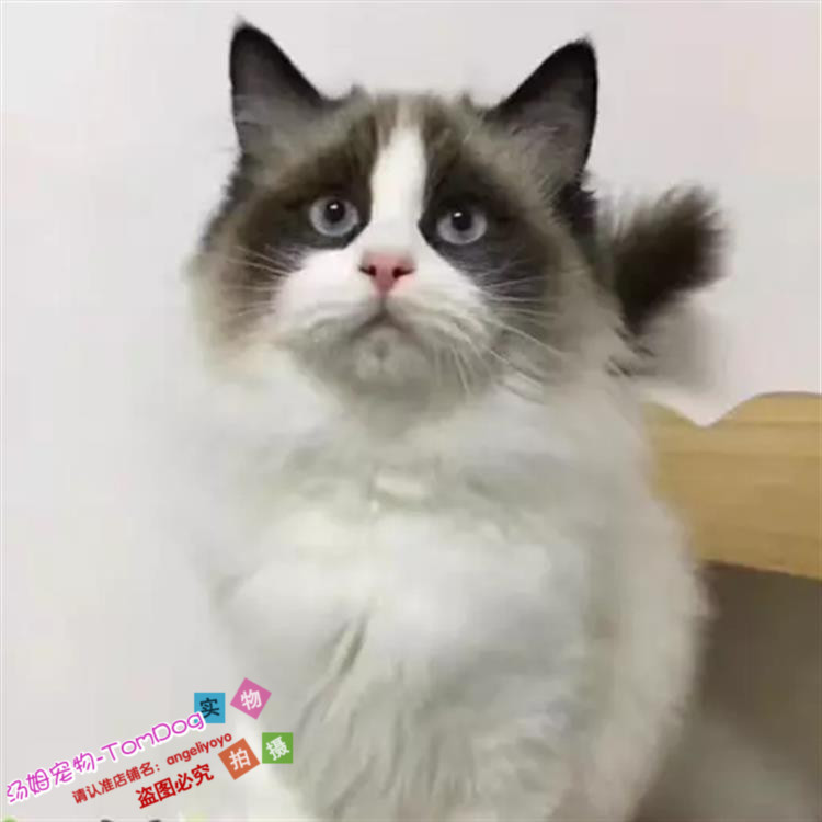 出售布偶猫幼猫活体纯种家养双色海豹色布偶猫蓝眼公母均有g