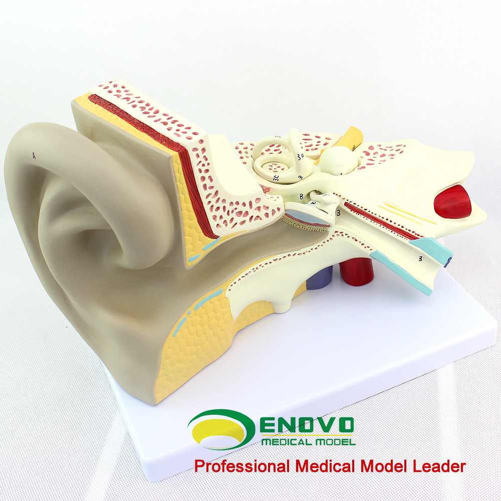 医学人体耳朵模型前庭蜗器全貌模型听觉系统D器官模型中耳内耳耳