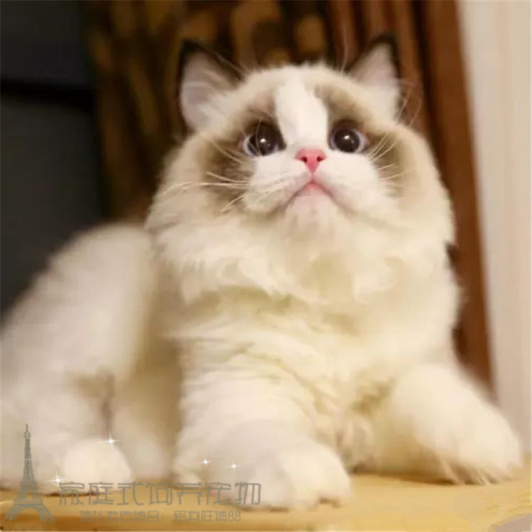 家养出售纯种布偶猫活体蓝双色海豹重点色手套色布偶幼猫宠物猫p