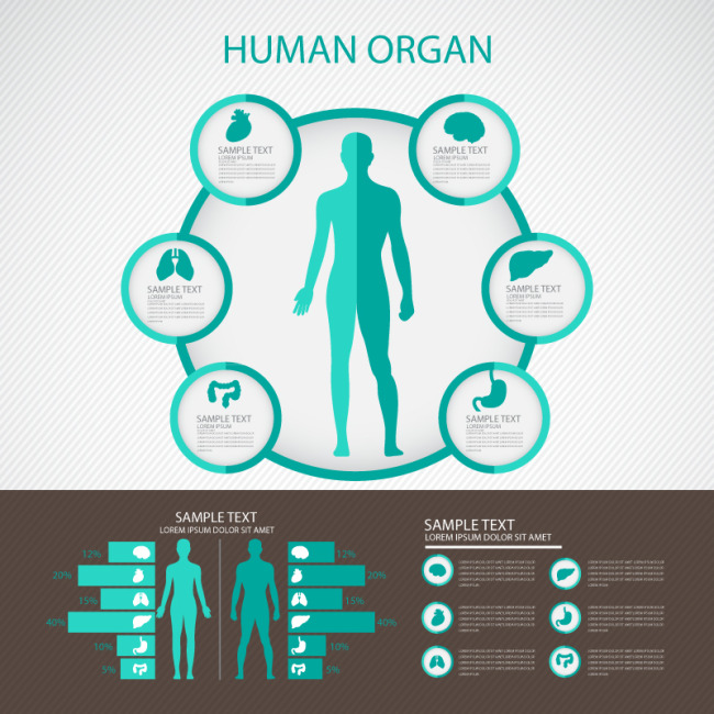 人体内部器官信息图AI矢量素材 人物身体 内脏信息图表 设计素材