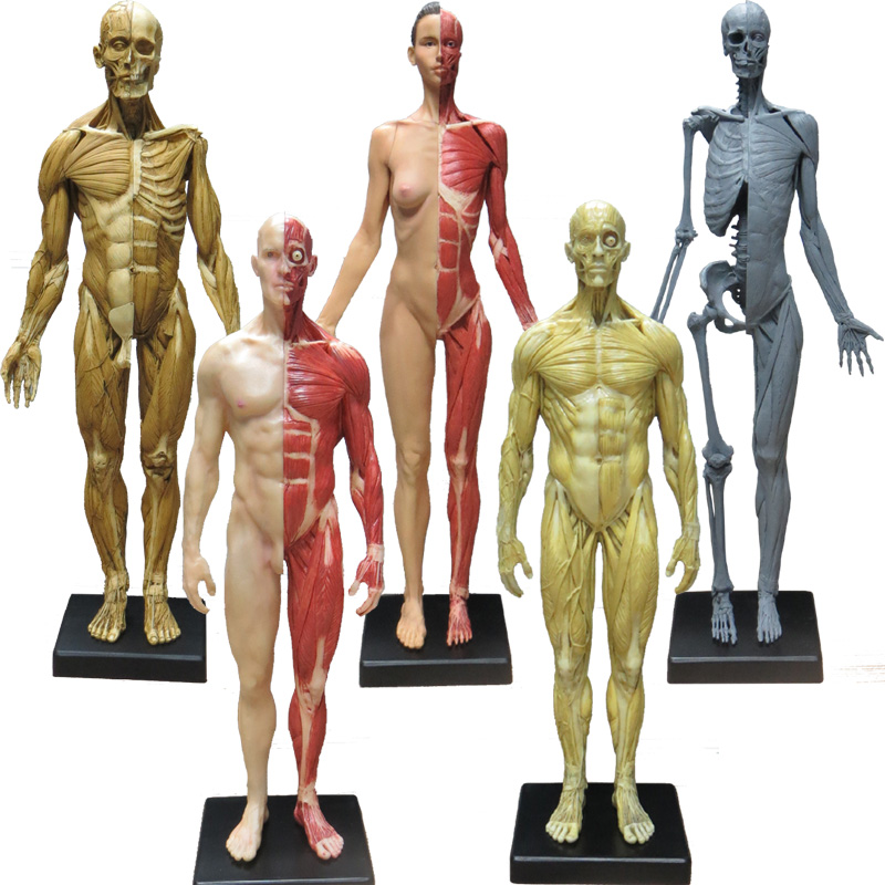 CG参考医学头雕绘画头骨模型半身像艺用人体肌肉骨骼解剖结构美术