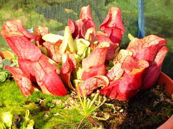 食虫植物-瓶子草 鹦鹉 紫色 猩红 红颈 查尔逊 黄瓶 价格实在！