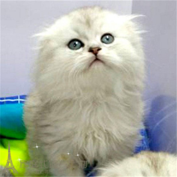 出售金吉拉折耳幼猫 高地长毛猫纯种家养绿眼宠物猫活体猫咪p