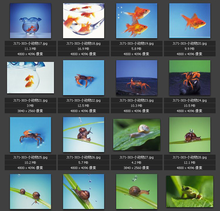 老鼠金鱼 蜘蛛 蜗牛 青蛙 变色龙 小动物 专业高清图片 素材图库