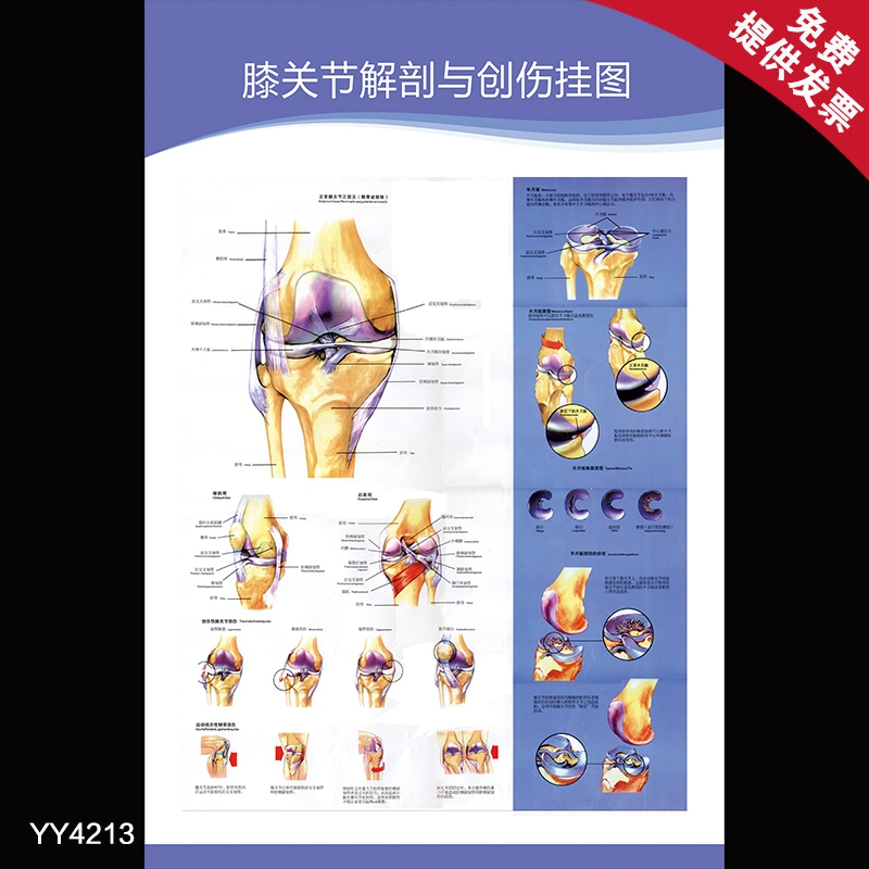 膝关节解剖与创伤挂图 医院骨科人体结构解剖海报 健康知识画墙贴