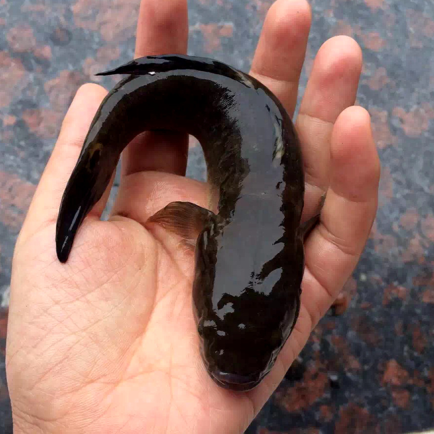 三门湾虎鱼 涂鳗蝤蠓虎杜鳗 海鲜水产鲜活 1斤4-6条 高端海鱼0