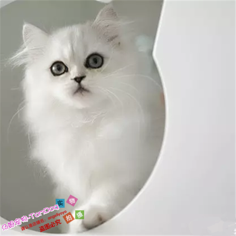 金吉拉幼猫纯种家养长毛猫纯种金吉拉宠物猫活体白色猫银渐层g
