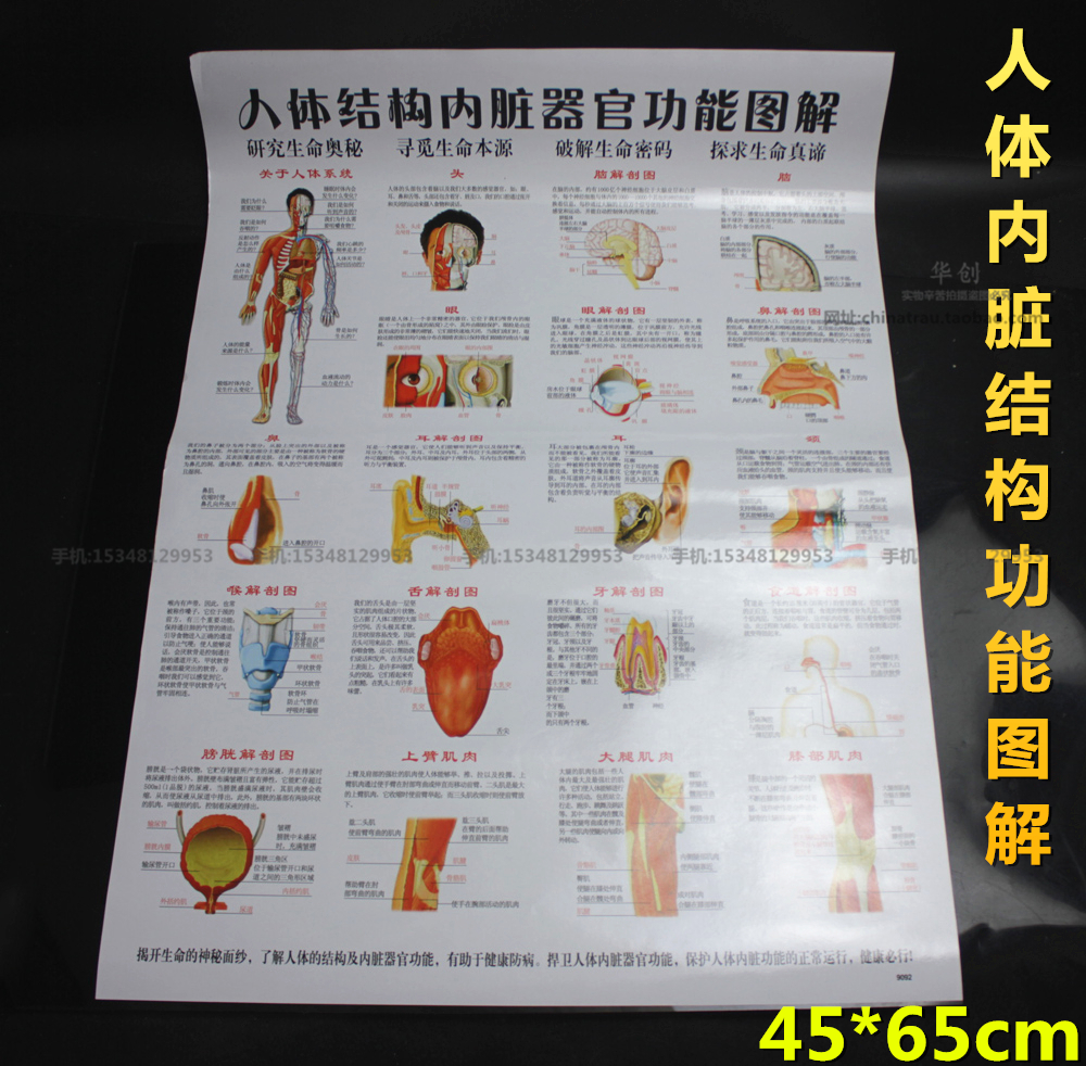 医院用诊所人体结构内脏器官功能图解挂图器官解剖图示意图海报