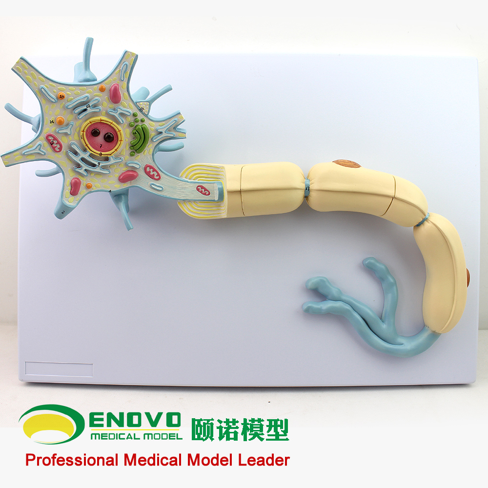 ENOVO颐诺医学神经元模型神经纤维结构放大模型 大脑解剖神经科专科医生神经组织教学演示人体神经系统上海