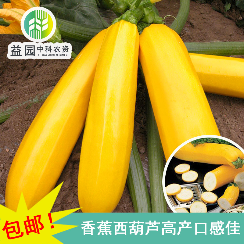 香蕉瓜种子 水果型黄色西葫芦阳台盆栽蔬菜生吃家庭四季种植