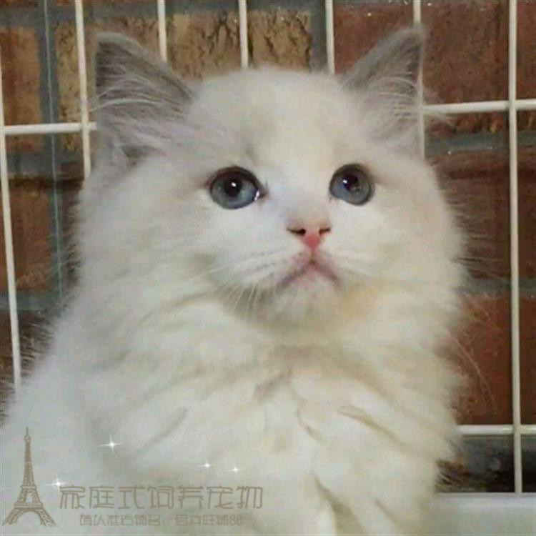 出售纯种布偶猫活体幼猫蓝双色海豹重点色手套色布偶幼猫宠物猫p