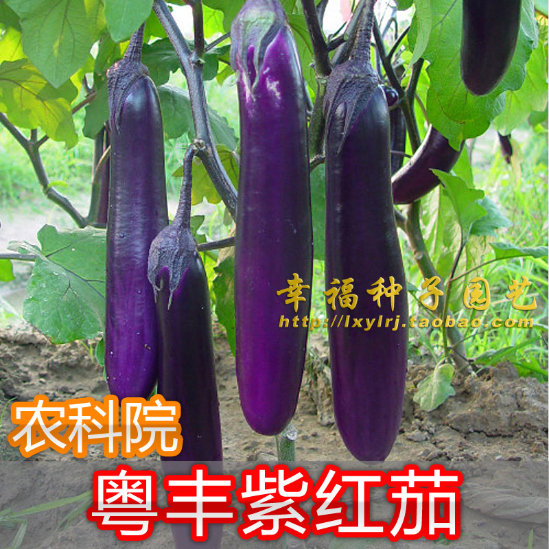 【粤丰紫红茄子种子】农科院茄瓜种子 口感情好蔬菜种子 阳台种菜