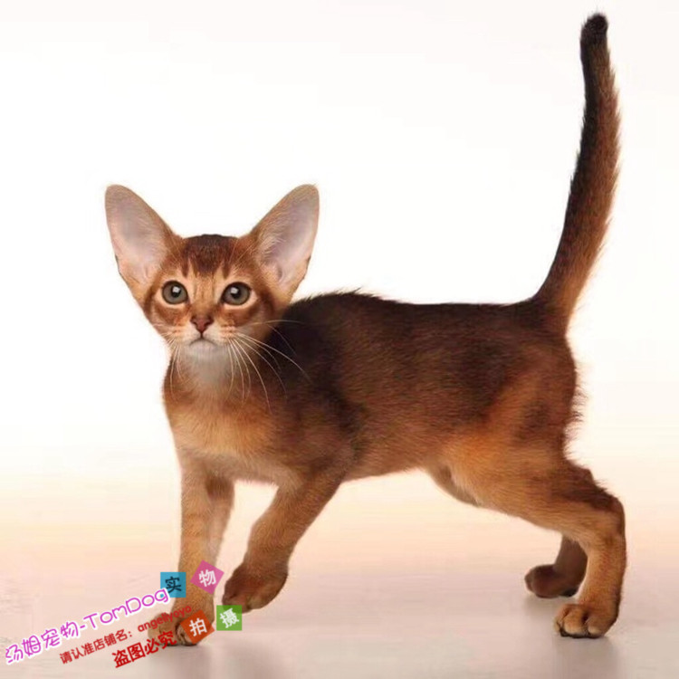 赛级幼猫活体宠物猫咪阿比西尼亚猫活体幼猫栗色红色纯种阿比猫g