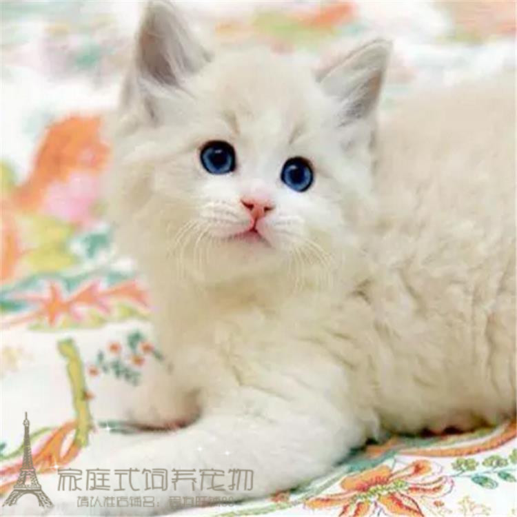 纯种布偶猫 家养活体宠物猫 幼猫海豹双色重点手套色布偶猫活体p
