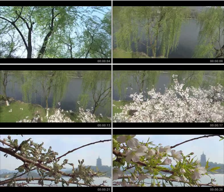 垂柳柳树杭州西湖湖边杏花开放/中国高清实拍视频素材