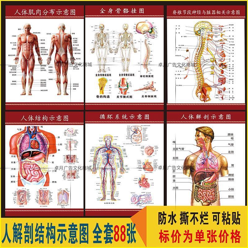 人体肌肉骨骼结构消化系统图 内脏位置分布器官功能解剖挂图海报