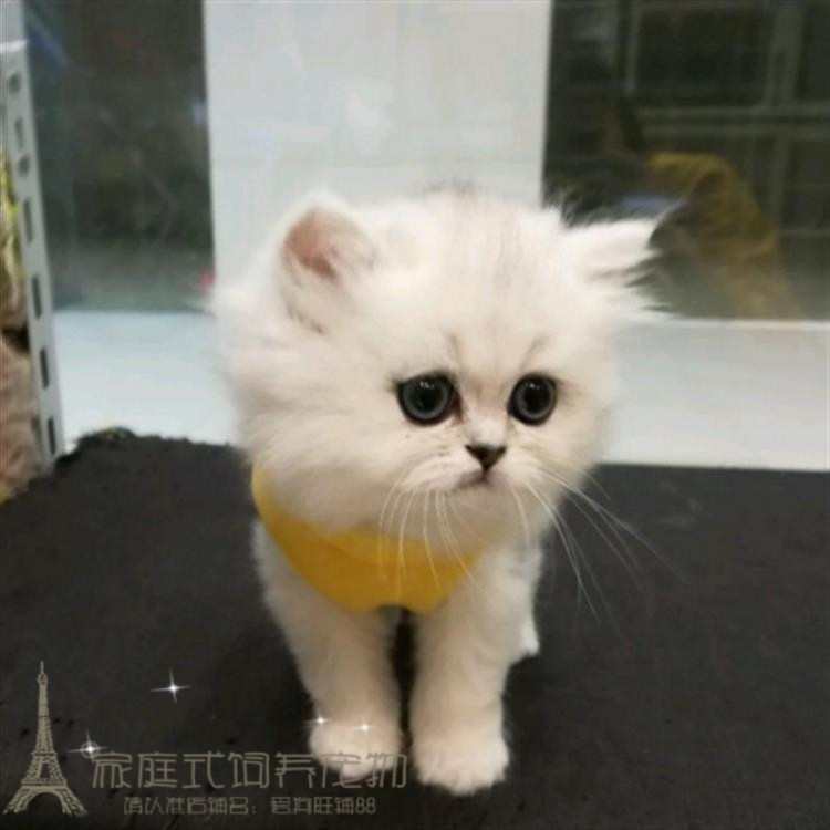 出售金吉拉幼猫长毛猫纯种家养银渐层绿眼宠物猫活体猫咪包健康p