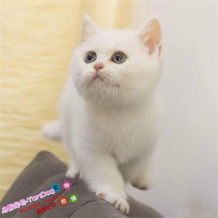 出售宠物猫英短银渐层纯种幼猫活体英国短毛猫纯白色英短包子脸g