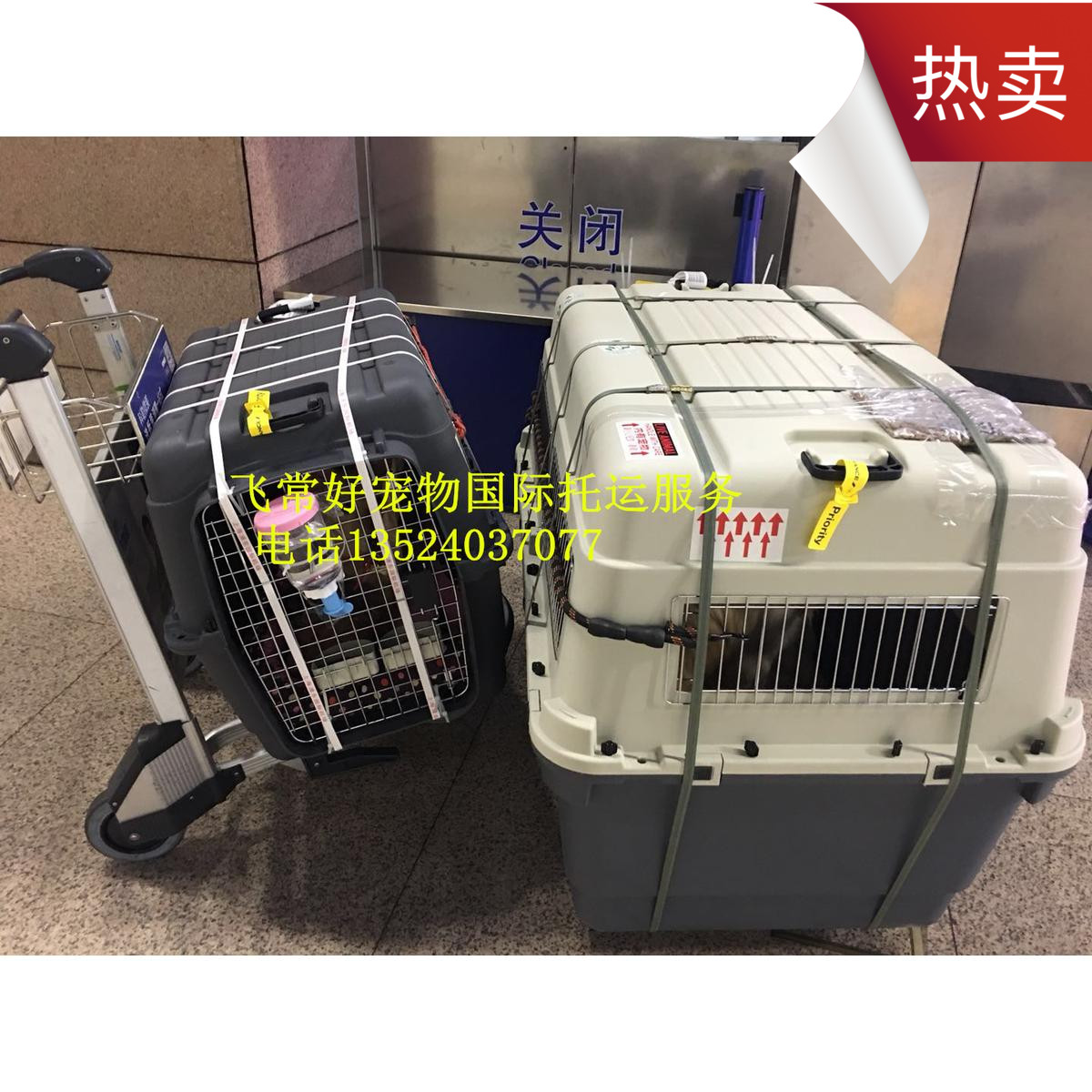 宠物托运北京上海广州深圳成都等国际猫狗空运火车出国回国免隔离