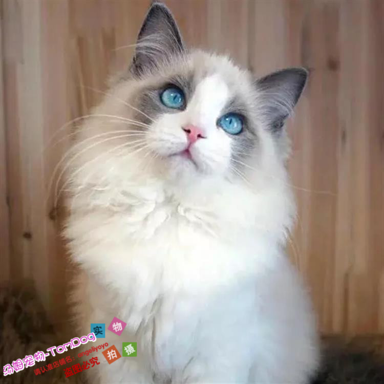 出售纯种布偶猫活体蓝双色海豹重点色手套色布偶幼猫宠物猫上海g