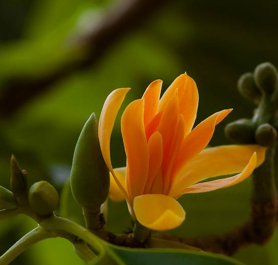 缅甸新品种-黄兰花 比白兰花更香浓  庭院盆栽 黄缅桂 开花植物