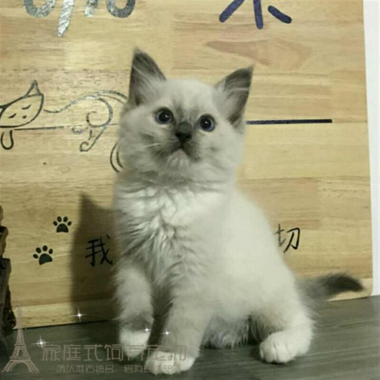 赛级活体纯种布偶猫幼猫重点色布偶猫活体双色布偶宠物猫咪出售p