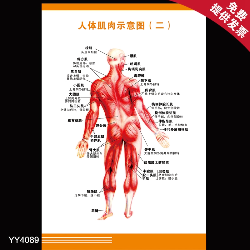 医院科室人体肌肉结构海报 人体背部肌肉示意图挂画 肌肉锻炼贴画