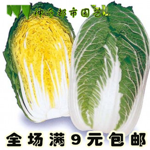 秋季韩国进口黄心大白菜种籽口感好 蔬菜种子农家四季播蔬菜种孑