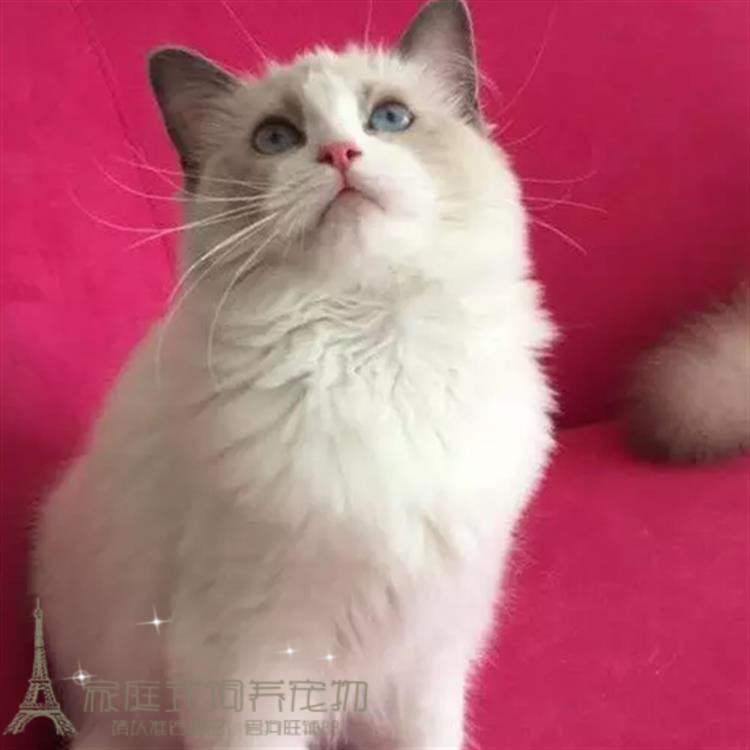 出售纯种布偶猫活体蓝双色海豹重点色手套色布偶幼猫宠物猫p