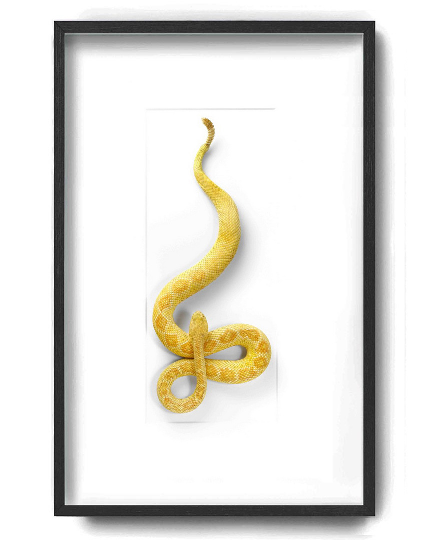 ChrisherMarley白化棱背响尾蛇自然艺术家居装饰挂件礼品收藏
