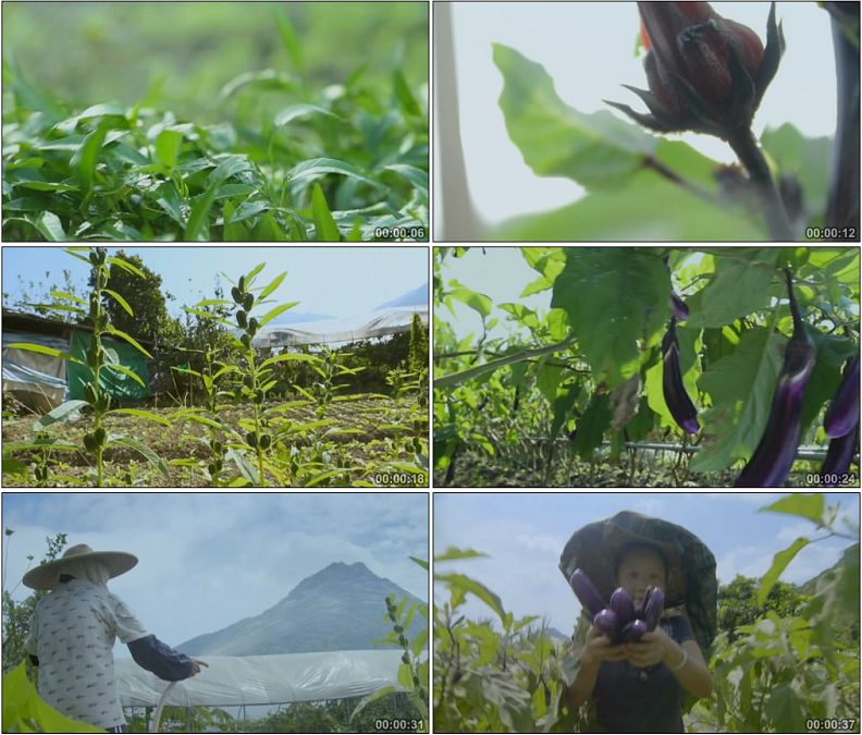 自然无污染有机农家菜园/浇水施肥采摘豆角茄子高清实拍视频素材