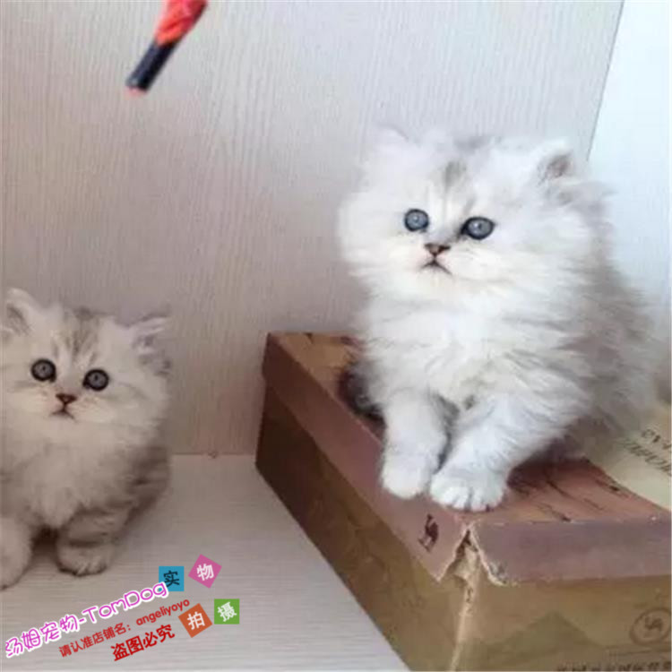赛级金吉拉幼猫活体纯种白色长毛家养大眼睛幼崽宠物猫出售g